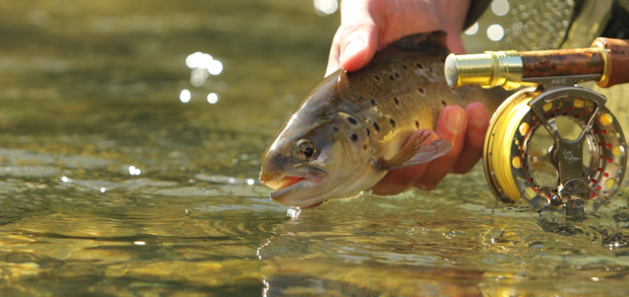 River & Stream Reels