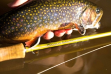 upstream_trout.jpg