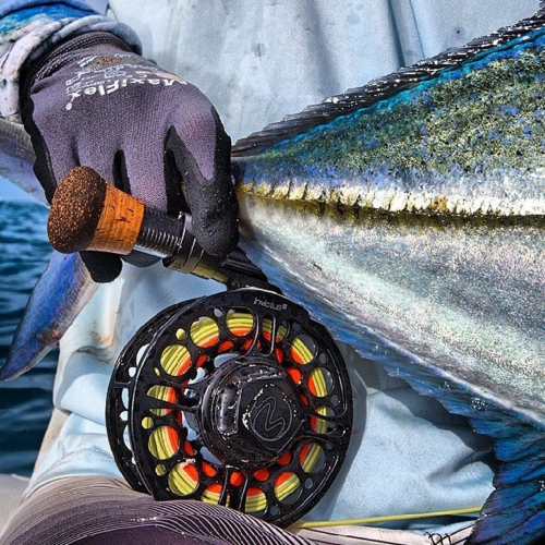 Blufin trevally.jpg